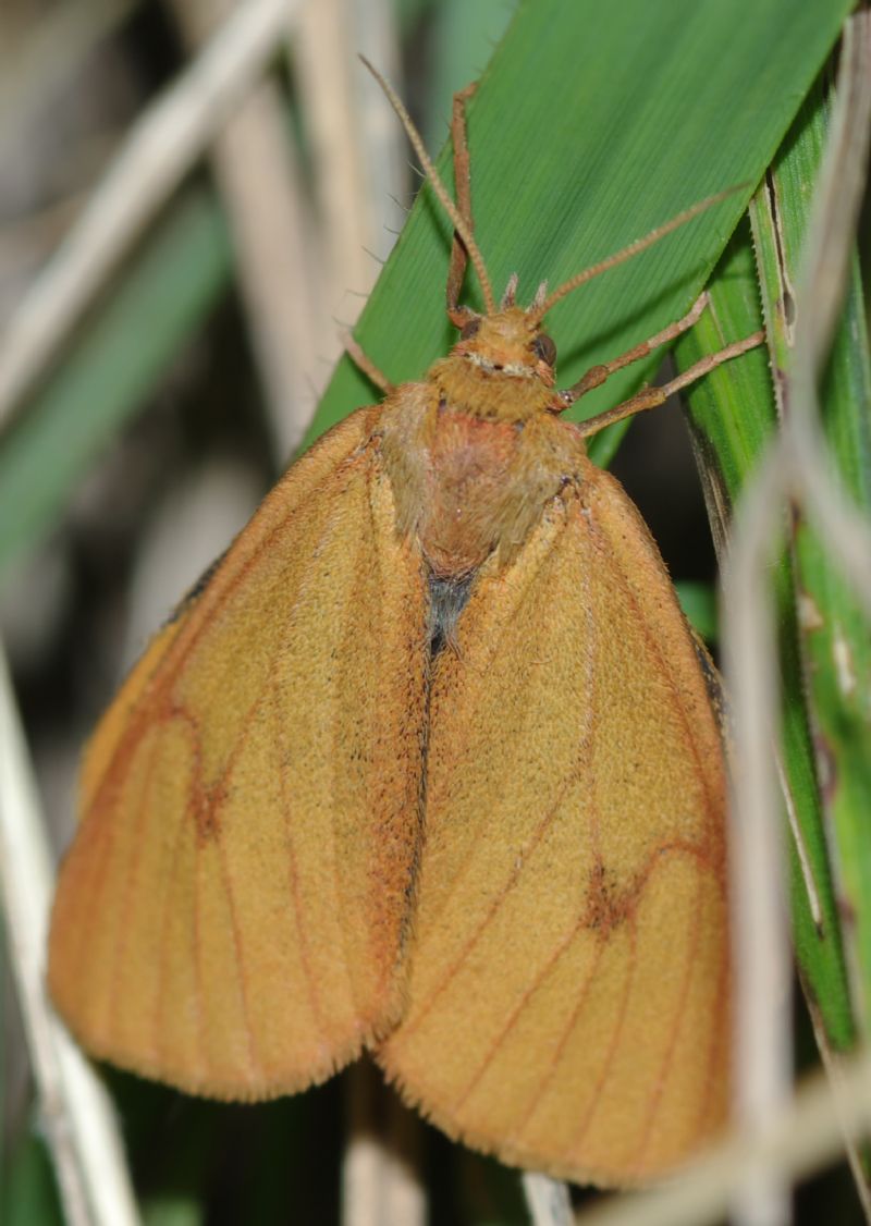 Lepidottero 2 - Diacrisia sannio, Erebidae Arctiinae